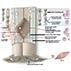 Stem Cells and Spinal Cord Repair Stem Cells and Spinal Cord Repair