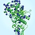 The Threat of Untreatable Gonococcal Infection The Threat of Untreatable Gonococcal Infection