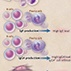 IgG4-Related Disease IgG4-Related Disease